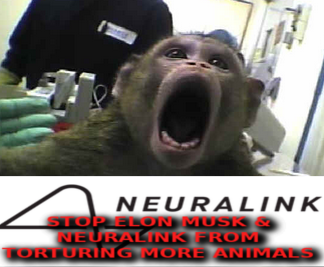 Elon_Musk_Tortures_Animals_666.png