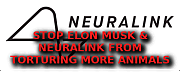 ELON_MUSK_ANIMAL_TORTURE~0.png